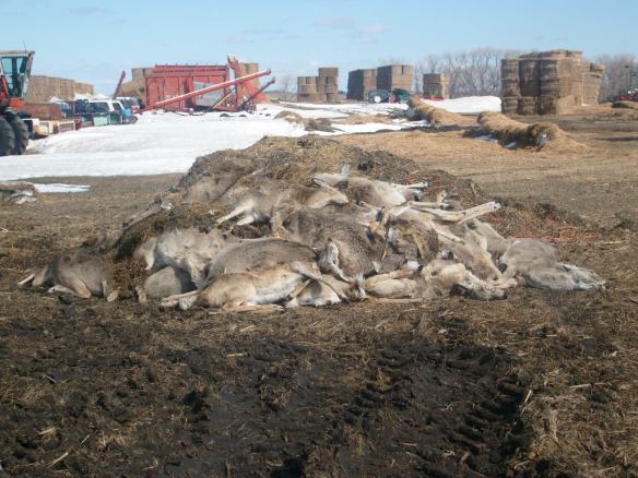 This is a pile of deer carcasses that were collected from our hay yard a few years ago. Approximately 60-80 deer in this group. We had hundreds in our yard, and many died that winter. To make a long story short, our hay was too rich for their system and we could get no help in dispersing them from our land.