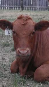 And this is the calf a few months later!