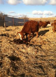 She's a good mama, which means that she's protective of her calf. Not always an easy task to get them to the barn.