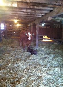 Success. Both in the barn, no injuries, no cold calf, and everyone happy.